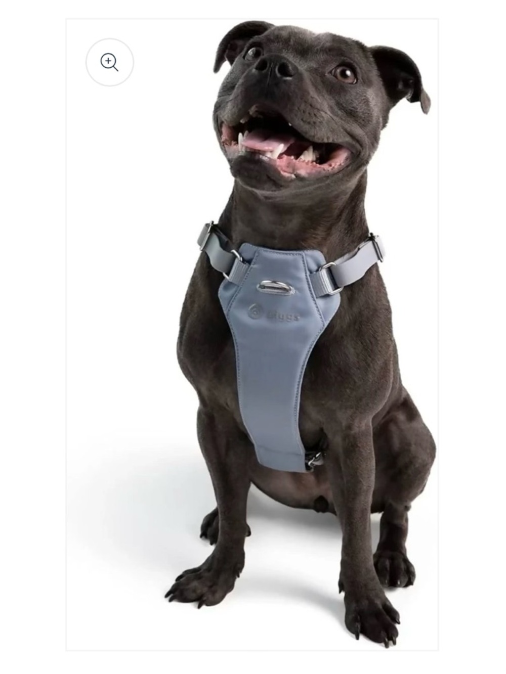 Diggs Dog Harness
